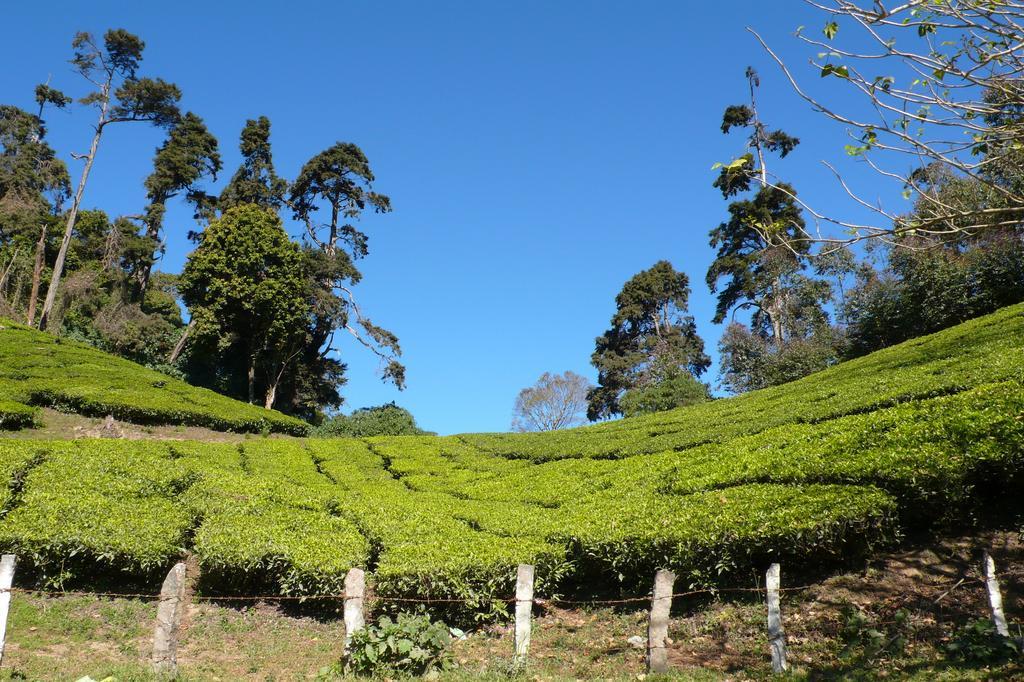 Green Magic Home Munnar Exteriér fotografie